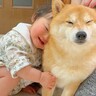 雷が鳴り怖くなってしまった犬→近くにいた0歳の赤ちゃんが…とんでもなく尊い『まさかの行動』が37万再生「すべてが愛おしい」「素敵な家族」