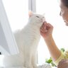 猫の飼い主さんによく起こる『猫ハラ被害』5選　困った…と思ってもかわいいから許しちゃう！