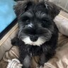 『うちに来てくれてありがとう』譲渡会で出会った1匹の犬→1年後…大きくもふもふに育った姿に感動「こんなに可愛い子が…」「本当よかった」