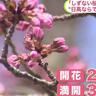 北海道の桜の名所「しずない桜まつり」開幕！見ごろは30日頃「日高昆布のラーメンも食べてみて」
