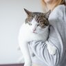 良かれと思っても…？猫が実は迷惑している『飼い主の勘違いNG行為』4つ