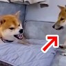 ソファーでくつろぐ父犬→息子が喧嘩を売りにきた結果、ブチ切れてしまい…母犬による『長すぎる説教』が497万再生「母は強しｗ」と絶賛