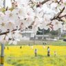 「京田辺ひとやすみフェスティバル」最終日、普賢寺で桜と菜の花の風景見てきた！【京田辺市】