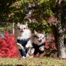 犬の『テンションがあがっている』ときにみせる5つのサイン　興奮させすぎないための対策まで