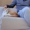1泊2日の旅行に行った家族→猫が『父とふたりきり』で留守番したら…「父さんの頑張りに涙が」「大切に思っているのがわかる」と51万再生