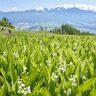 【お出かけ情報】山頂からのぞむ八ヶ岳とすずらんのコラボレーションが絶景！長野県富士見町の「富士見パノラマリゾート」が呼んでいる！