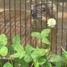 【福山市立動物園】あの大きな動物と祖先が同じ小動物ケープハイラックス