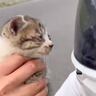 ドライブ中に道を間違えたら、『フラフラと歩く子猫』が…まさかの出会いと『後の様子』に涙がでると72万再生「運命の出会い」「ありがとう」