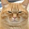 『心が痛いのよ』エアコンを消すたびに猫が……飼い主に見せた表情が可愛すぎると146万表示の反響「目は口ほどに物を言う」「笑ったｗ」