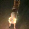 夜、犬に『光る首輪』を装着して散歩しようとした結果…想像と違いすぎる『まさかの光景』が47万再生「遭遇したら笑う」「目立ち度120%」