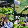 ７月１２日、三室戸寺の「蓮酒を楽しむ会」に行ってきました！１００種・２５０鉢！【京都府宇治市】