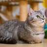 猫がケガをしかねない『フローリングにまつわるトラブル』3選　危険防止の対策も解説