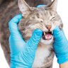 ホスピスで愛される猫の歯科治療のため、24時間もたたずに「目標の寄付額」が集まる　ニュージーランド