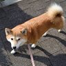 犬の気持ちは『歩き方』から読み取れる？歩き方ごとの5つの心理や身体的な異常のサインを解説