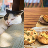 蔵前｜蔵前神社で猫とたわむれ、ベーカリーで焼きたてのパンを楽しむ1日