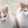 お家に迎えられる前から『ずっと一緒だった兄弟猫』…心温まる"2匹の軌跡"に感動の声続出「泣ける」「涙が出てきちゃった」と16万再生