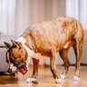 老犬がみせる危険な『嘔吐』4つ　緊急性があるかどうかを判断する方法とは？