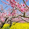 会社をサボって東京から1時間半……山梨の「桃源郷」に行ってきた