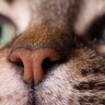 猫の鼻のトラブル『鼻炎』を引き起こす3つの原因　甘く見ていると慢性化するかも…