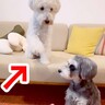 『こうだよ、こう…』オテの指示を無視する犬→見かねた兄犬が…優しい光景と『まさかの結末』に「ブレないｗ」「他人事で笑った」と3万再生