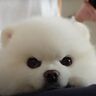 全力のスリスリから始まる朝！
