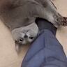 大好きなパパが出張から帰ってきたら、猫が…想像以上の『熱烈歓迎』に笑っちゃう人が続出「やっぱり靴下ｗ」「またたびならぬパパたび？ｗ」の声