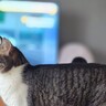 飼い主さんをお見送りする猫→『足元』を見てみると…思わず笑っちゃう様子に4万2000いいね「普通に踏んでるｗ」「仕事行く気マンマンｗ」
