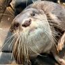 水族館「アトア」で、コツメカワウソ・お浜ちゃんの『誕生日会』が開催されるみたい。限定ポストカードや御朱印も