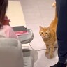 帰宅したパパが娘の名前を呼んでみたら、猫が…まさかの『可愛すぎる瞬間』が15万再生「家族だもんね」「人間の男の子に見えたｗ」の声