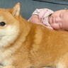 赤ちゃんが泣いてしまった結果『子供嫌いだった犬』が…愛に溢れる『まさかの行動』が48万再生「なんて平和な世界」「子守可愛すぎる」と絶賛