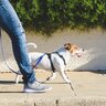 犬を飽きさせないための散歩方法5つ　普段とは違う行動で愛犬も喜んでくれるかも？