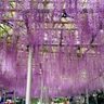 【八幡西区】春しか見られない絶景がここに。吉祥寺藤まつりで藤の花に包まれる週末を