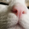 猫の『鼻』が乾いていたら体調が悪いって本当？鼻が乾く3つの原因と、乾燥対策