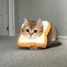 食パンのソフトカラーをつけてもらった猫　似合いすぎていてまんざらでもなさそう