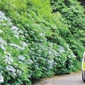 県立観音崎公園　アジサイ鑑賞