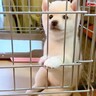 犬の赤ちゃんを『自宅に連れて帰った』結果…まさかの姿が『おっさん過ぎる』と332万再生「絶対なかに人入ってるｗ」「クセ強くて草」と爆笑