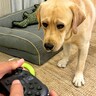 大型犬が『ゲームをする飼い主』に困惑した結果…まさかの『可愛すぎる作戦』でお誘いする姿が49万表示「困り眉可愛すぎ」「しょんぼりｗ」