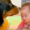 この前まで赤ちゃんだった男の子が成長したら、超大型犬が…大きさに合わせて『遊び方を変えてくれる光景』が3万再生「本当に優しい子」と称賛