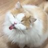 昼食の準備をしていたら、猫がやって来て…何度も『あっかんべー』しちゃう姿が可愛すぎると４万再生「キュンとした」「いつまでも見れる」