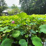 【京都ツウ】知る人ぞ知る『蓮の花』名所☆平安様式の国宝建築と圧巻の仏像寺院「法界寺」