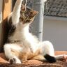 『窓辺でカッコいいポーズをしている猫』かと思ったら…まさかの状況が146万表示「試合終了後の風景」「助けろって顔可愛い」と話題に