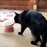 『ご飯を盗み食いしようとした黒猫』に話しかけたら…可愛すぎる反応が46万4000再生「やべっ…がたまらん」「目泳いでる感じがｗ」