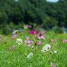 秋の花咲くコミュニティーガーデン下川入