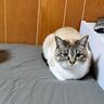 ベッドの上で絶妙な距離感を保つ猫→"隣"にいるのは？…思わず笑っちゃう光景が163万表示「仲良くできるかにゃｗ」「かわいいーｗ」
