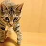 愛猫が『おみやげ』を持ってきてくれるときの3つのキモチ　実は「子供扱い」されていた！？