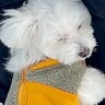 慣れないドッグランに来た犬→想像以上にビビり倒してしまい...思わず応援したくなる『必死すぎる行動』が76万再生「しがみつくの可愛いｗ」