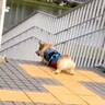 『仲が悪い夫と愛犬』が散歩から帰ってこない…心配で連絡したら『まさかの返信』に爆笑「散歩に命かけてて草」「必死なの可愛いｗ」と6万再生