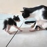 先住猫が『威嚇する子猫』にとった行動が…予想外の『神対応』に感動する人続出「温かい気持ちになった」「なんか泣けてきた」の声