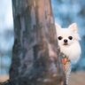 『犬見知り』な犬がみせる5つの行動　友達作りが上手になる方法はある？改善策をご紹介