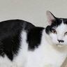 『九尾の狐ならぬ９尾の猫…！？』とんでもなく"縁起良さそうな尻尾"が63万表示突破「めでたい気分になった」「化けてでないやつ」と話題に
